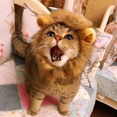 زمان خان avatar
